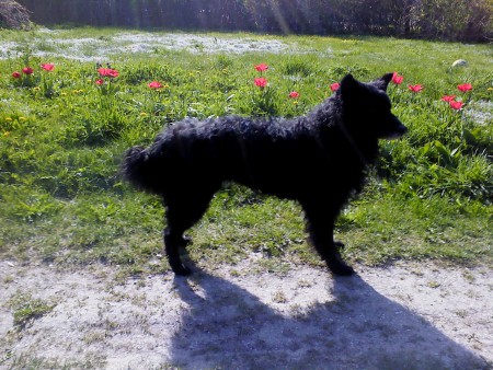 Telluz i Vårträdgården